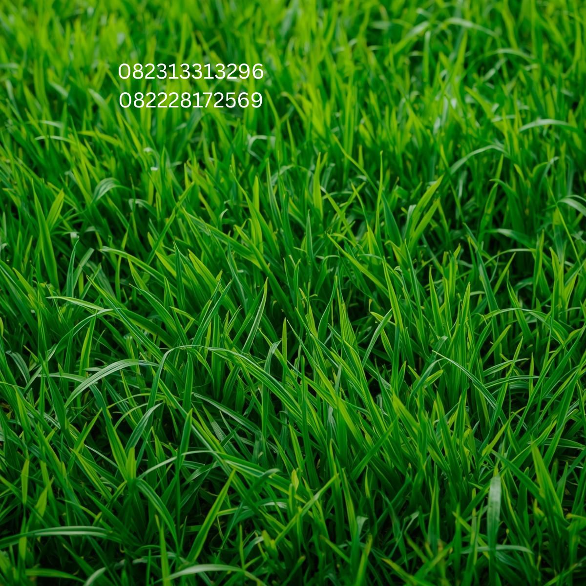 Rumput Taman