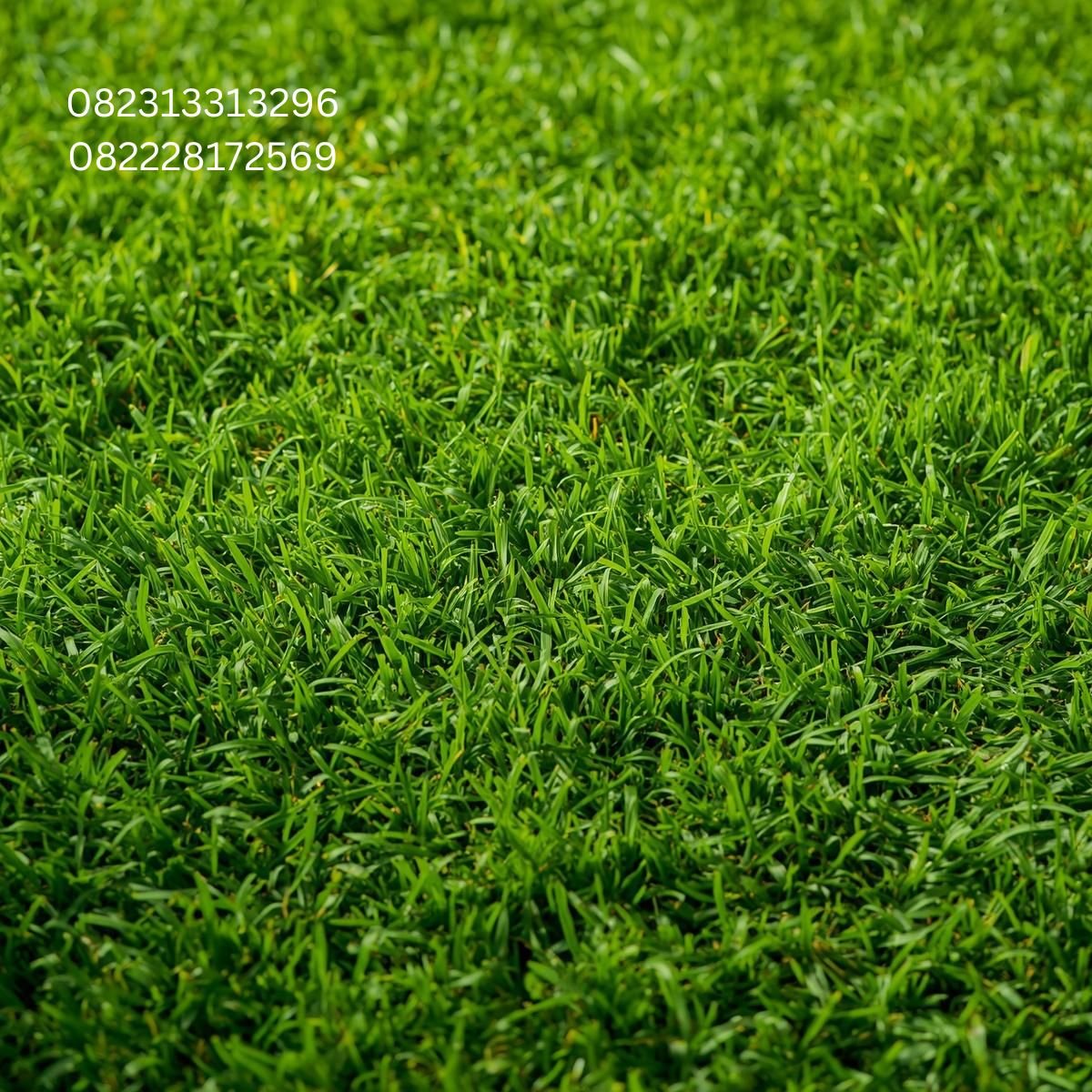 Rumput Taman