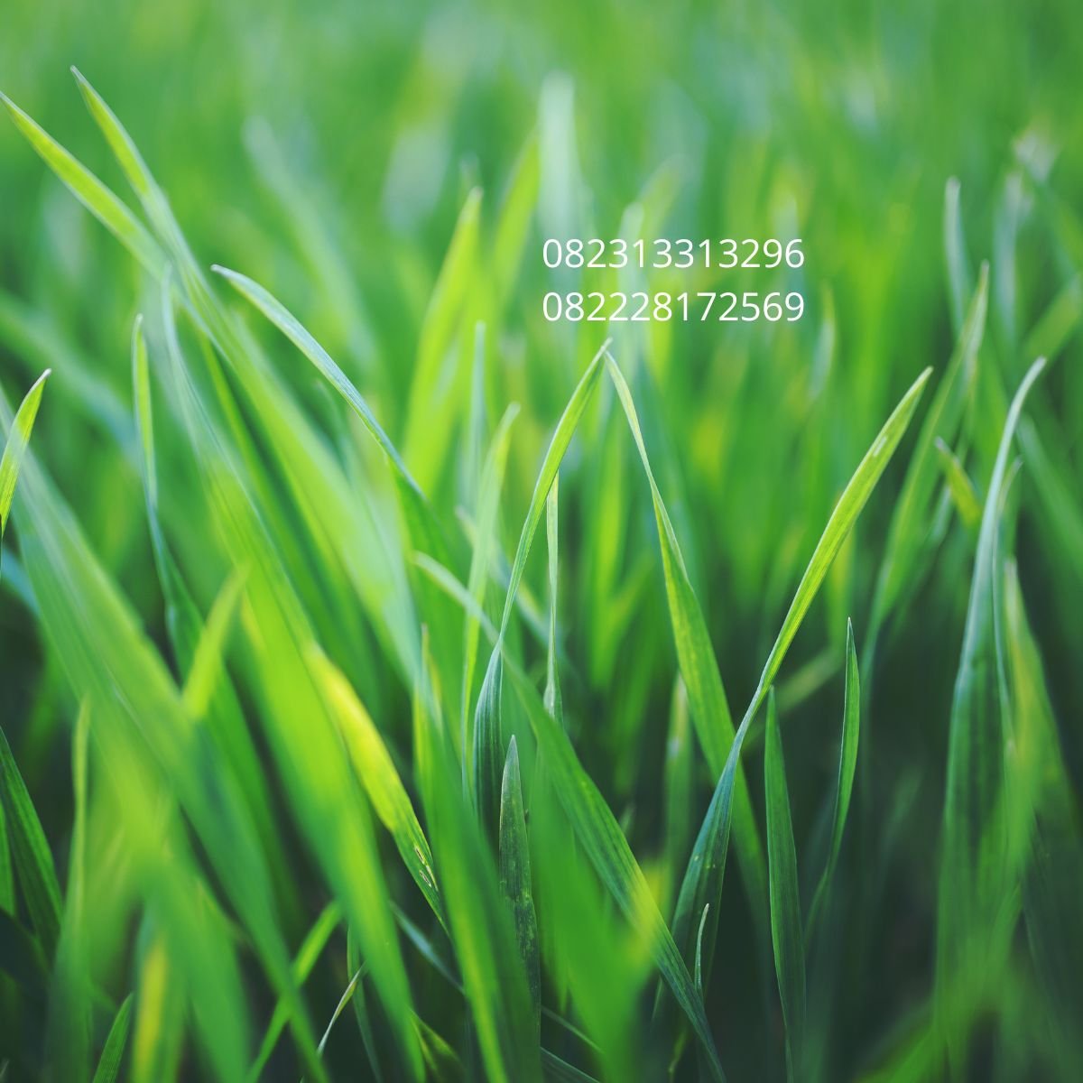 rumput sintetis taman