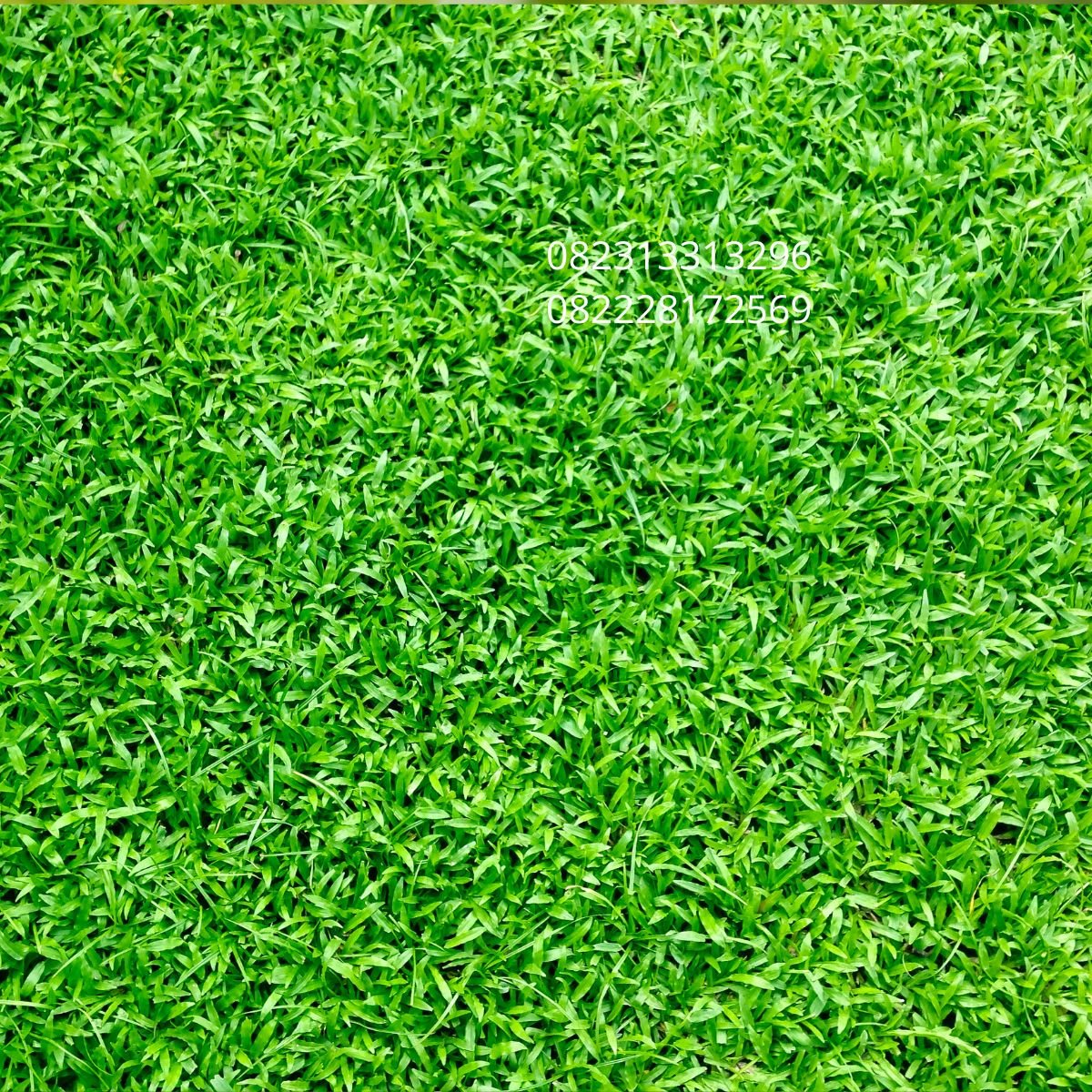 rumput sintetis dekorasi rumah