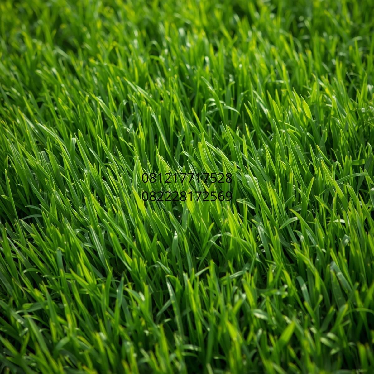rumput sintetis outdoor