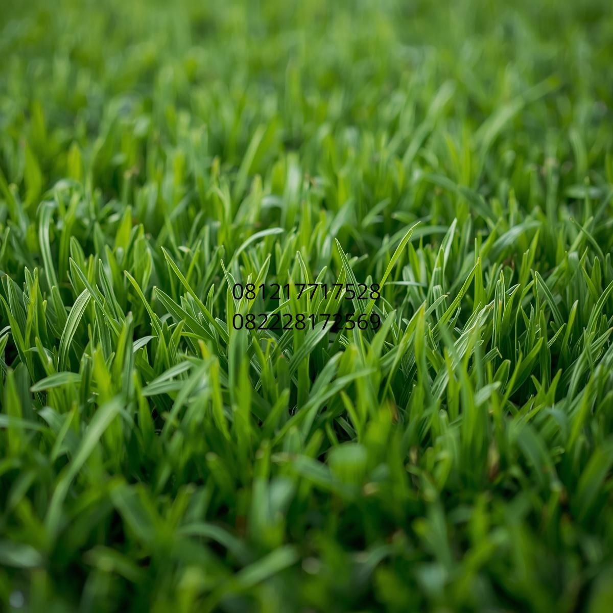 rumput sintetis realistis