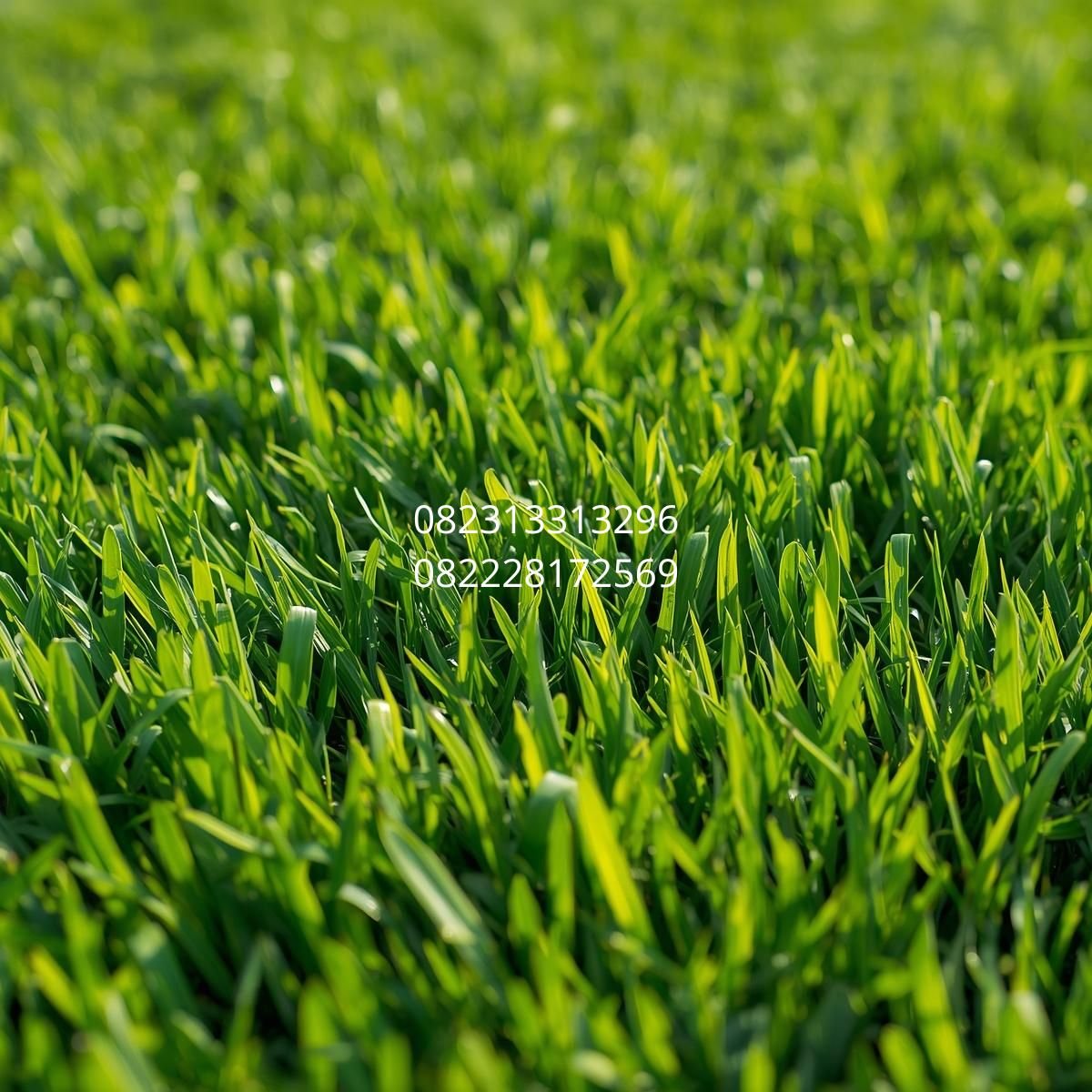 rumput sintetis untuk dinding