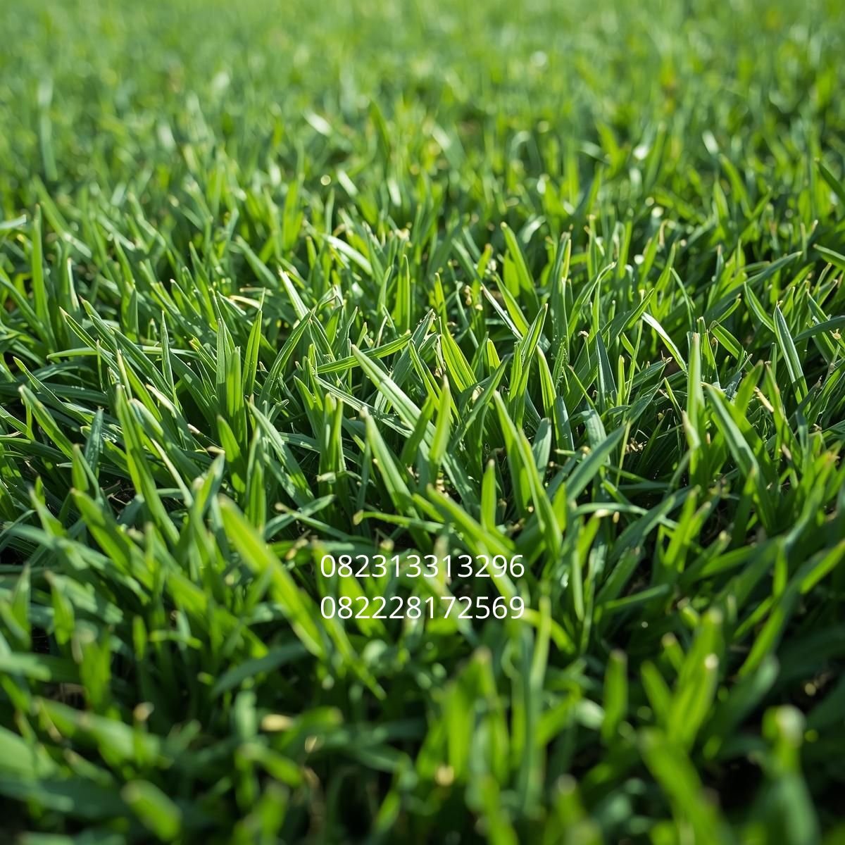 Rumput Sintetis Berkualitas