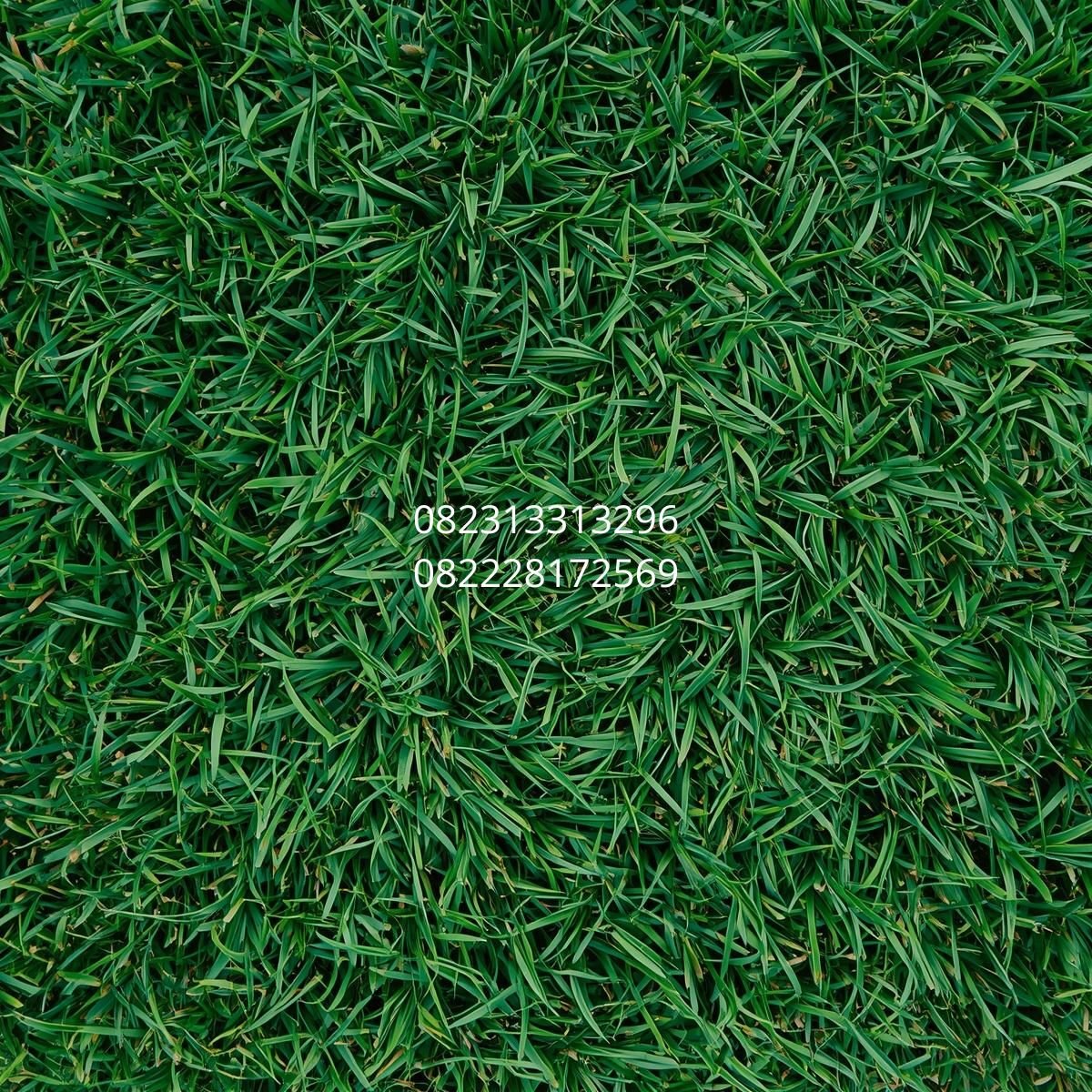 harga rumput sintetis Bandung