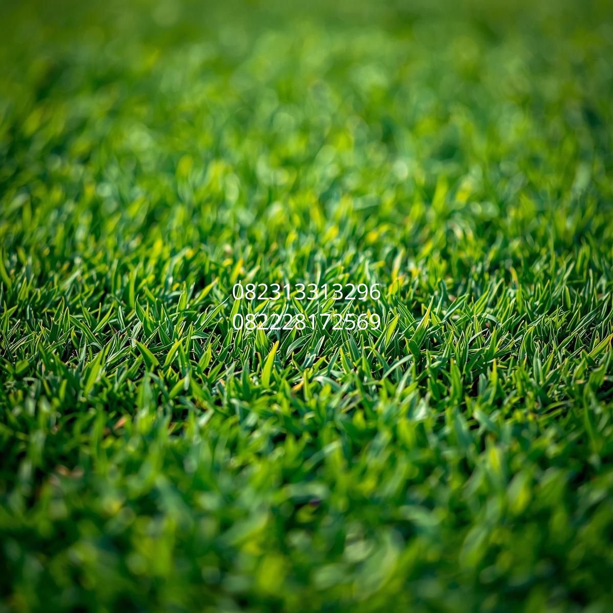 supplier rumput sintetis Semarang