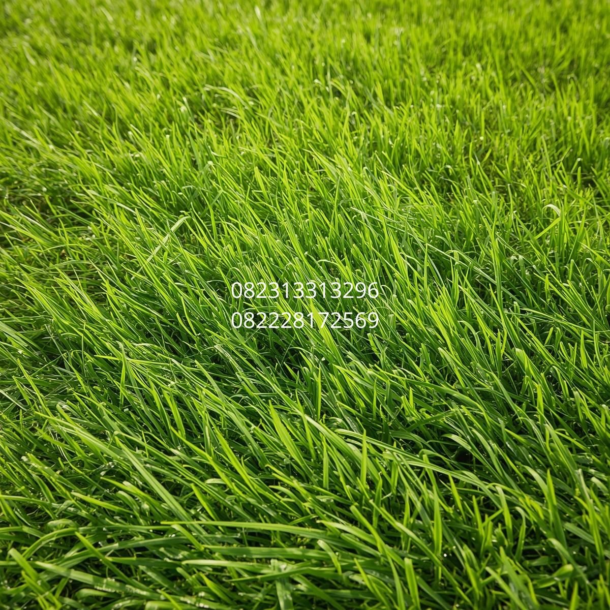 pemasangan rumput sintetis medan