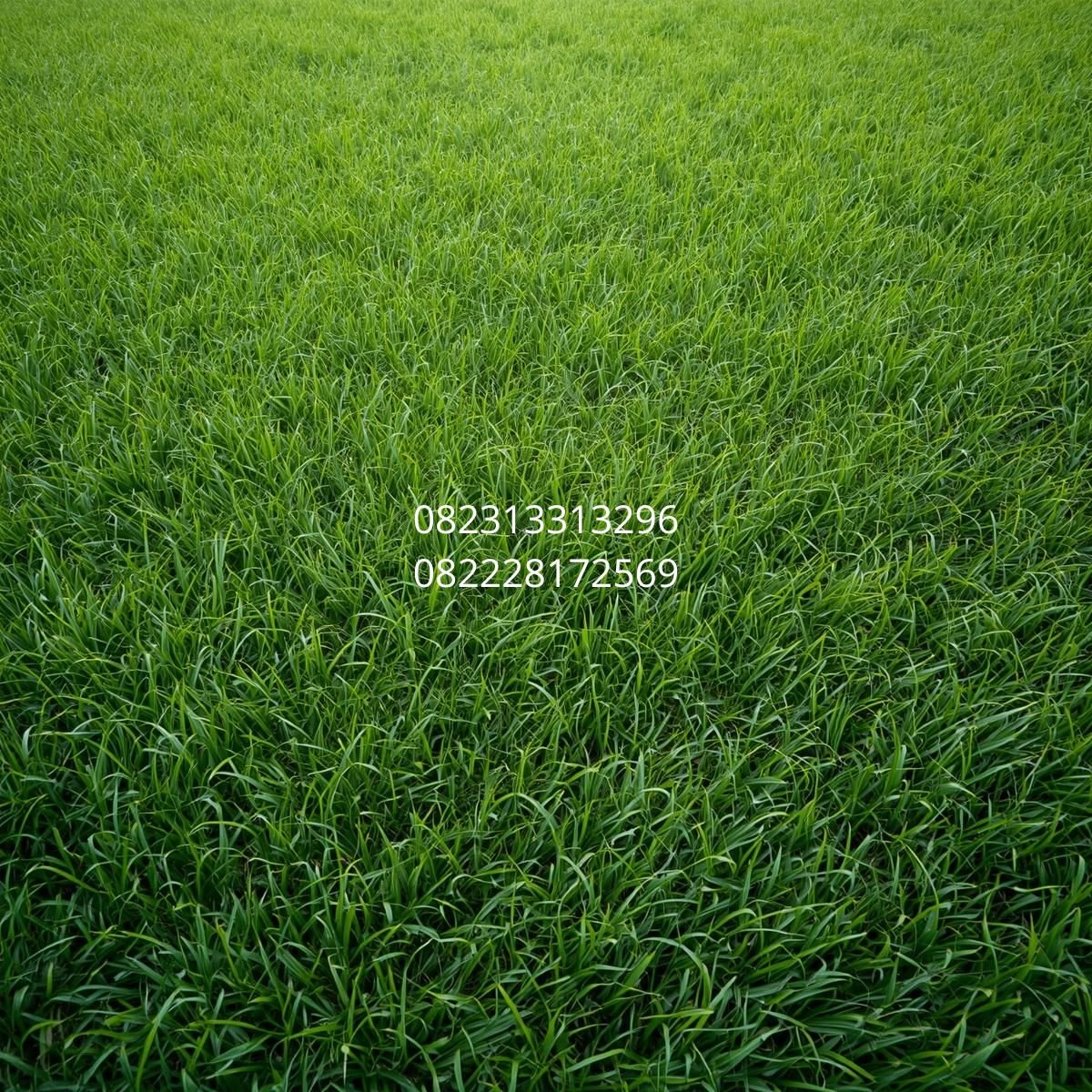 rumput sintetis murah Bali