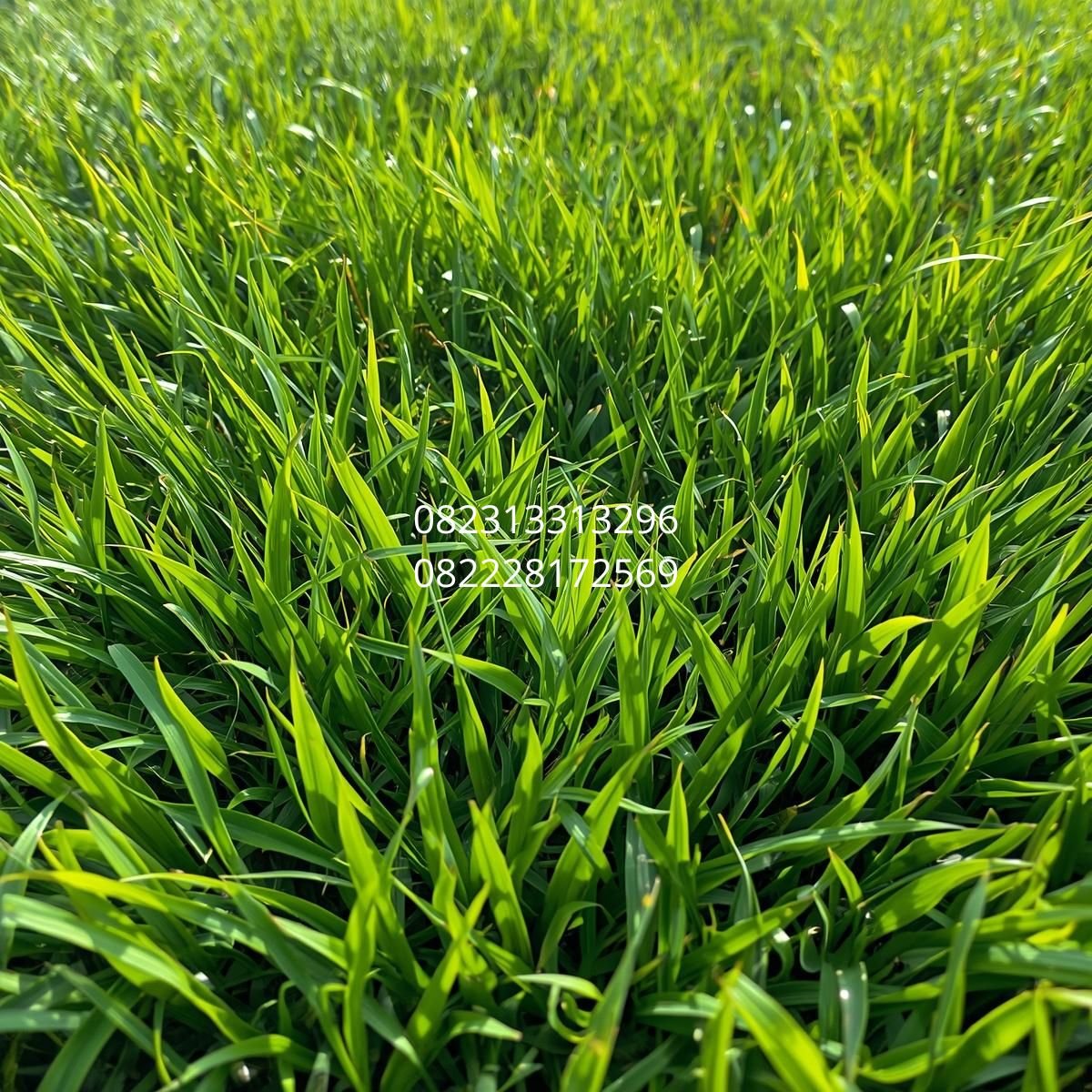 harga rumput sintetis Sidoarjo