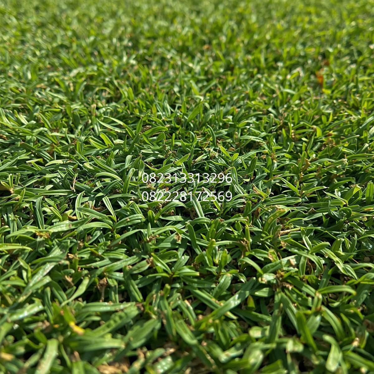 pemasangan rumput sintetis Surabaya