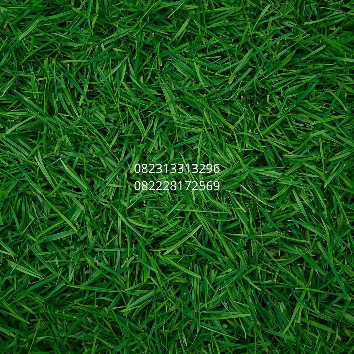 rumput sintetis kualitas import