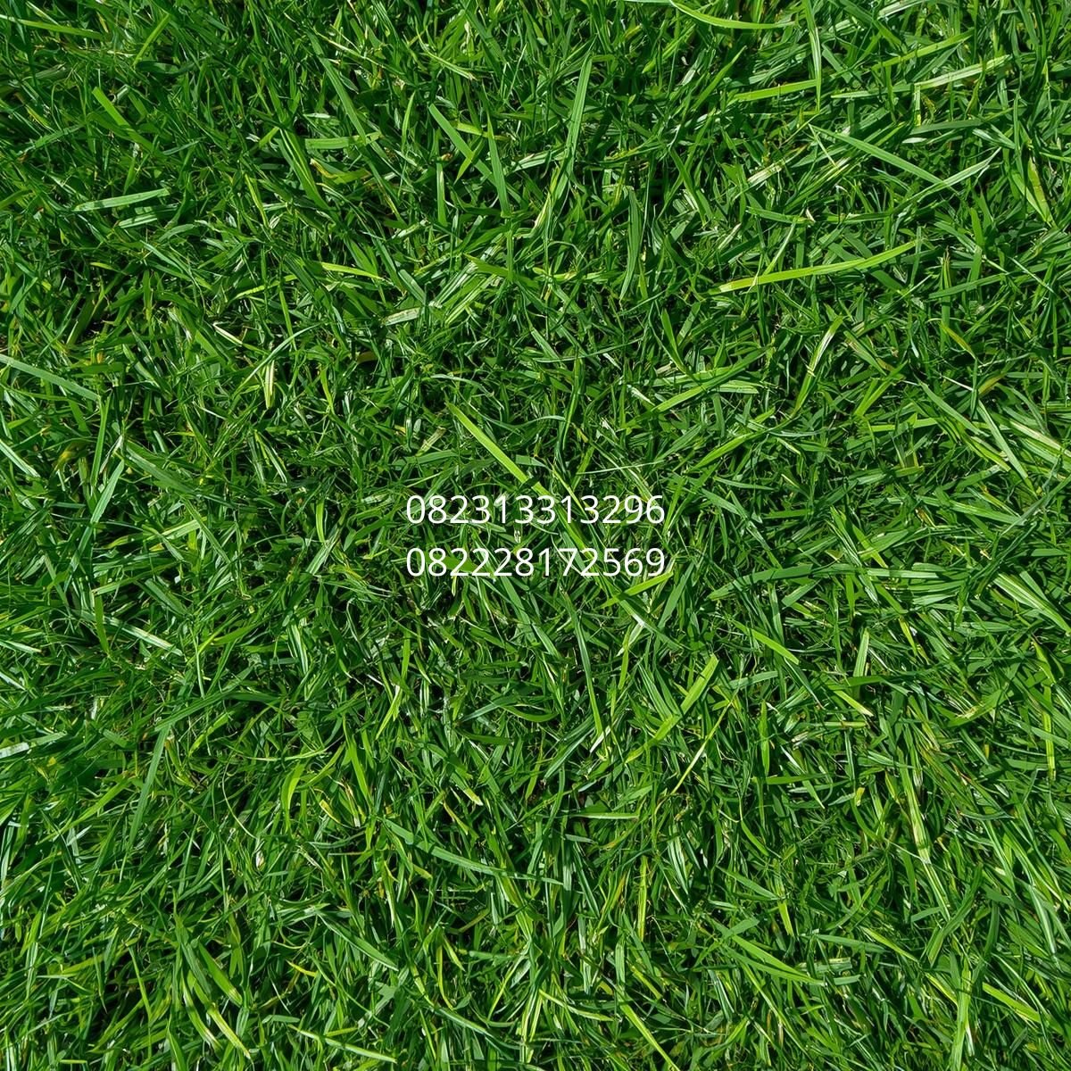 rumput sintetis luar negeri